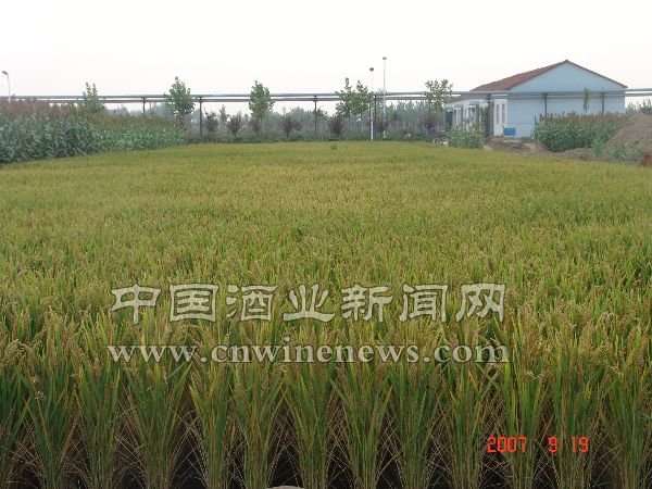 点击放大