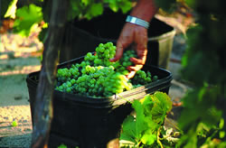 Margaret River in Western Australia produces many award winning wines