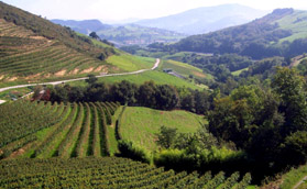 Northern Spain Wine Tours