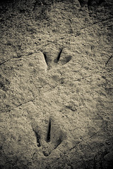 dinosaur track