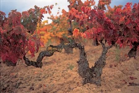 old-tempranillo-roda22.jpg