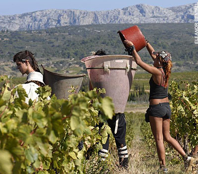 languedoc-harvest