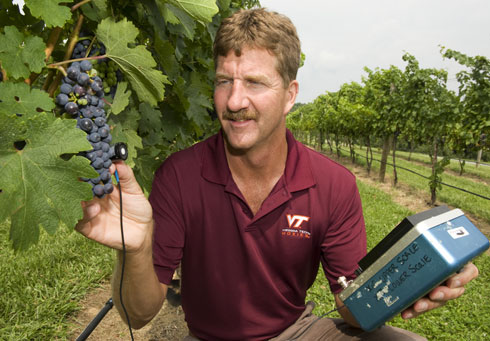 Tony Wolf measures sunlight interception at the level of the grape cluster to quantify fruit cluster exposure.