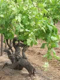 Old Shiraz vine