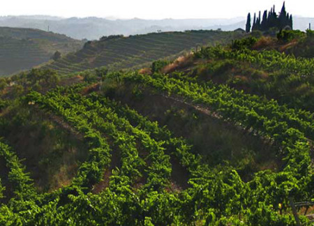 �����ɽ��ɫ��ʯӢ�Һͺ�ɫҳ�������ɵ�����ƶ񤣬����������Ѿ�ӵ���������µĿڸ��ʵ�