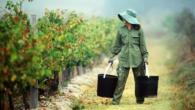 CM IPAD Business Wine Crop