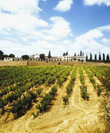 The rain in Spain stays mainly on the plain: like eastern Washington State, much of Spain is arid and grape growers use irrigation to supply vines with just enough water to produce grapes of very high quality.