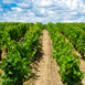 bordeaux-wine-region-1.jpg