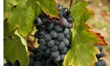 wine grapes