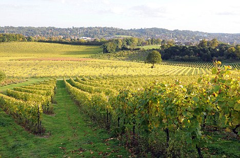 Award-winning: The Denbies award is the only gold award achieved in the still ros�� category and an unprecedented achievement for an English wine