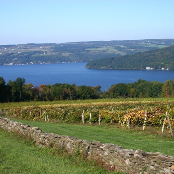 fingerlakesvineyard.jpg