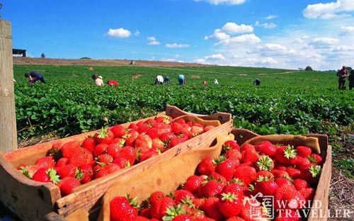 �ڱ��ײ����ݮũ�����ֲ�ժ��ݮ�ǲ��ݴ������������