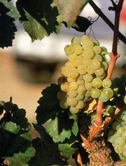 ���ͼƬ������һҳ