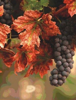 ���ͼƬ������һҳ