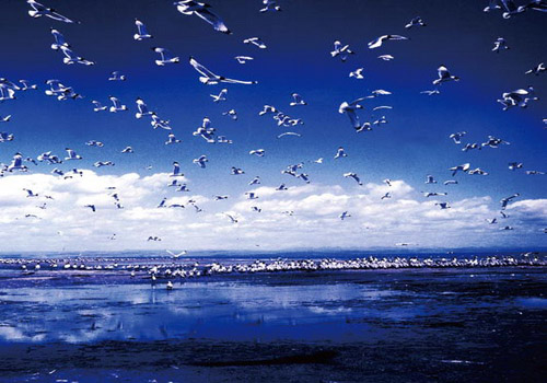 Qinghai Lake, one of the 'Top 8 May destinations in China' by China.org.cn