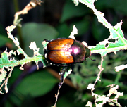 Japanese-Beetle