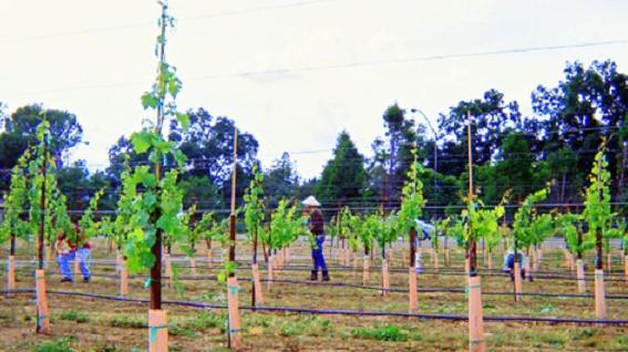 teaching vineyard Review of the UC Davis Wine Law Conference, June 2 4 