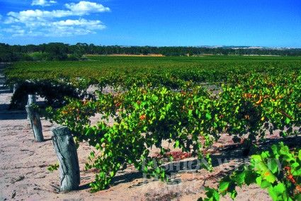 ������԰