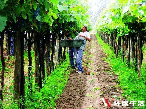 ��ͳ�ֹ�ժȡ����