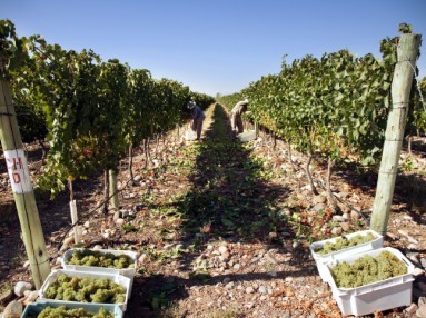 ������쳶�������ֲ����ժ���ϸ��Ҫ��