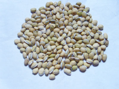 �ױⶹ��Ƣ��ʪ