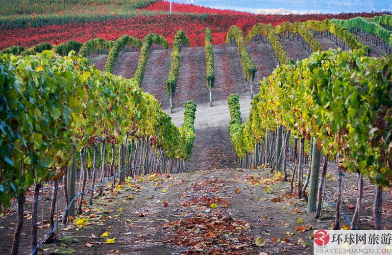 1.ʥ�Ͱ�������˹����Ī˹����԰(Los Alamos Vineyards )