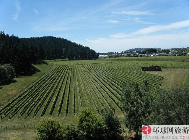 1.ʥ�Ͱ�������˹����Ī˹����԰(Los Alamos Vineyards )