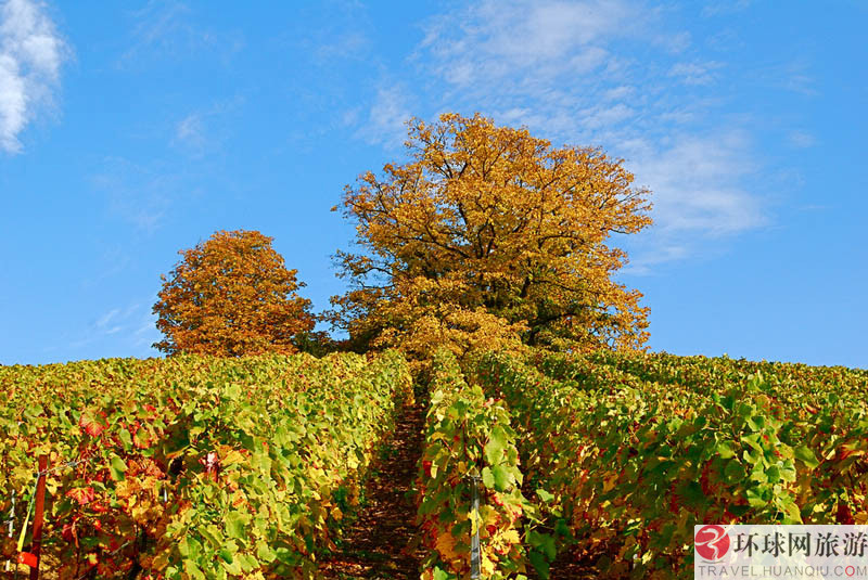 1.ʥ�Ͱ�������˹����Ī˹����԰(Los Alamos Vineyards )