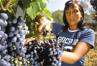 ����������������ϰ����Ű�ɫ��״���ۡ�