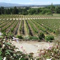 Co-operative remedies are needed in New Zealand's wine industry. Photo from ODT Files.