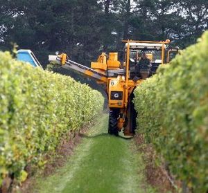 FIRST PICK: Harvesting at Matahiwi Estate in Wairarapa.