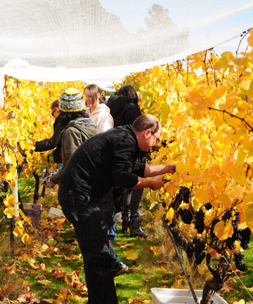 Harvesting in action last year at the Gibbston Valley Wines Home Block vineyard, the oldest at the winery.