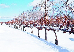 ���ô󣺼��������µĴ�������