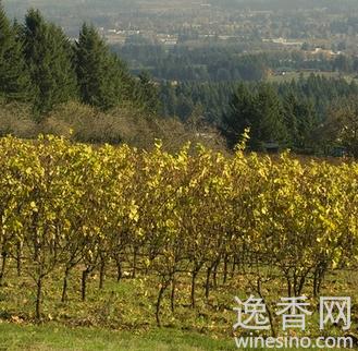 ������ҹ�