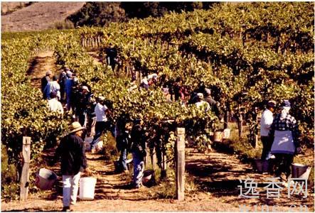 ����������Ѳ���