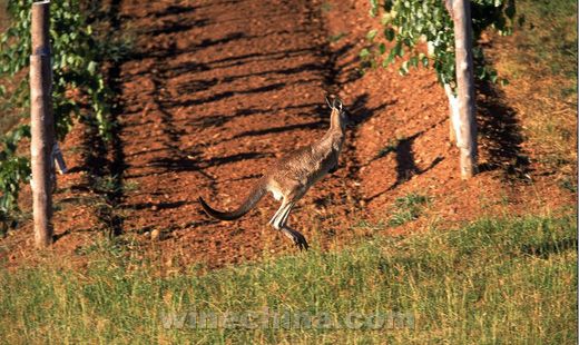 �й������Ƹ߰����ѾƳ��� ��ǧ�ҹ�˾��׼�й�