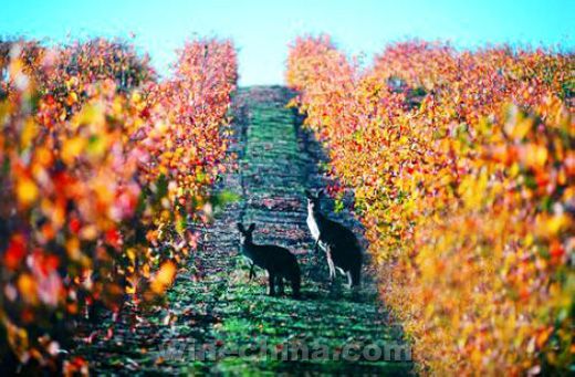 �Ĵ��������Ѿƹؼ���