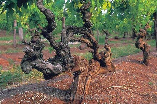 �Ĵ��������Ѿƹؼ���